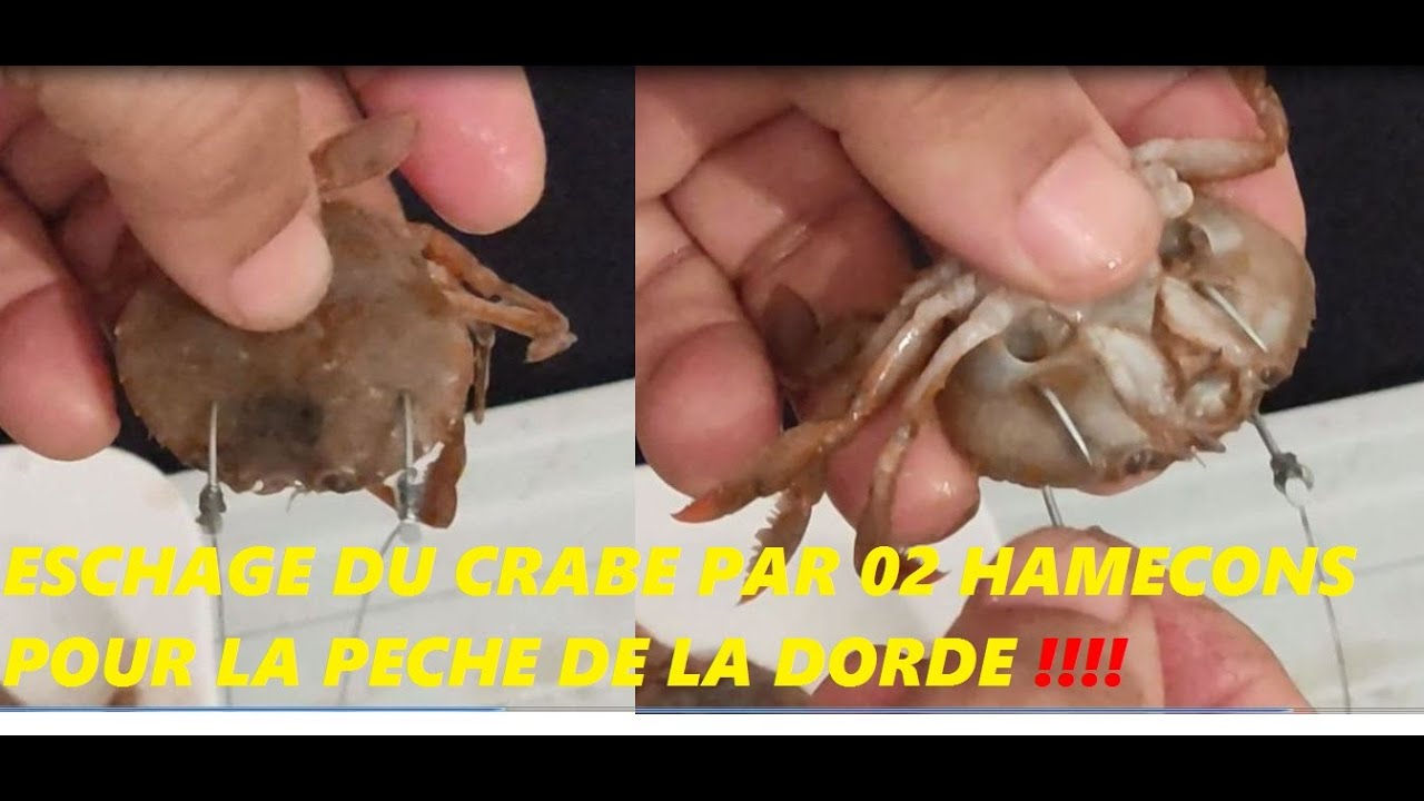montage du crabe par 01  et 02 hameçons pour la pèche des doradesتثبيت السلطعون بسنارتين او  واحدة