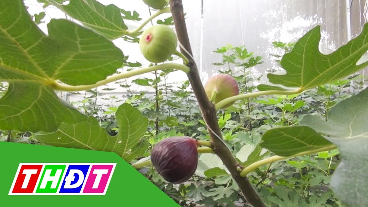 An Giang: Trồng sung Mỹ ứng dụng công nghệ cao | THDT