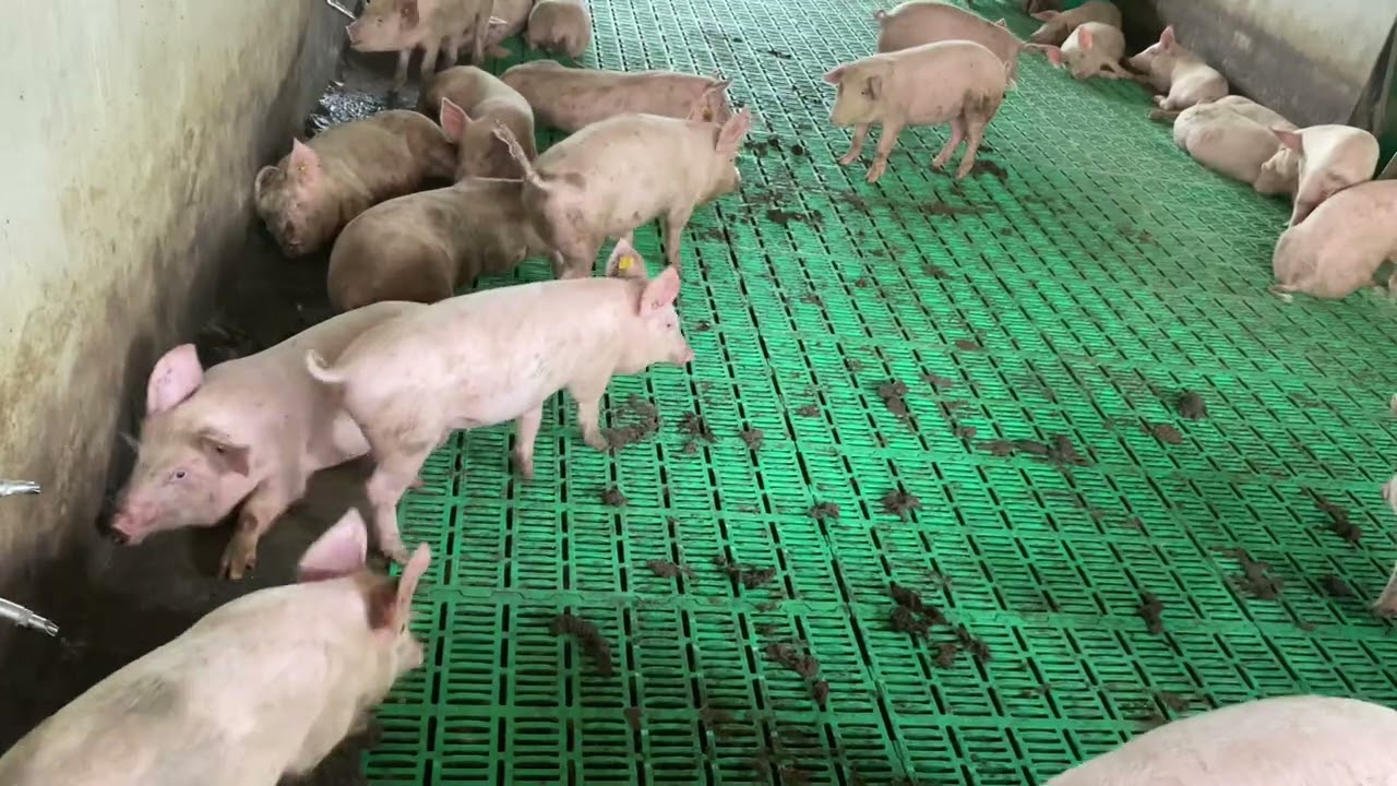 Pigs farming in a modern way