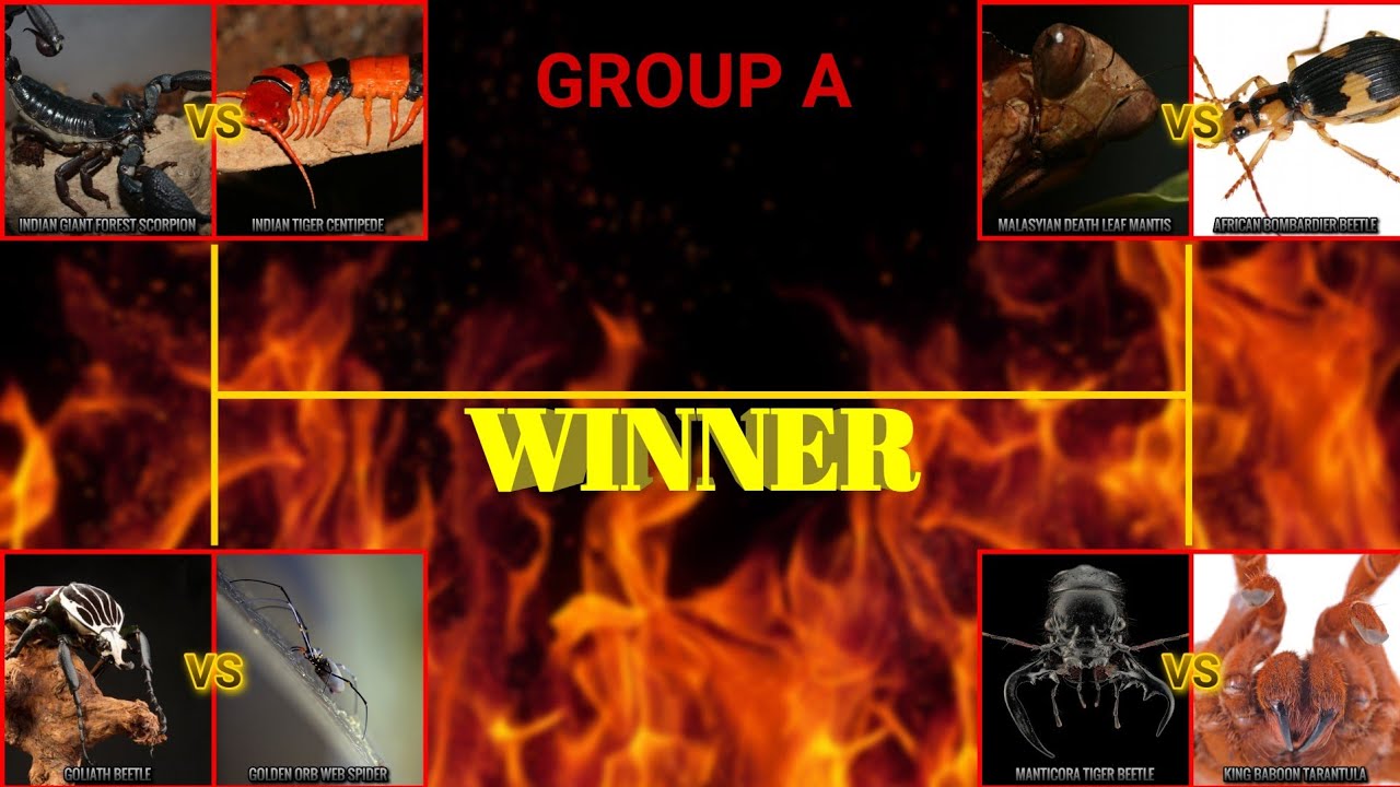 BUG BATTLE TOURNAMENT | GROUP A         