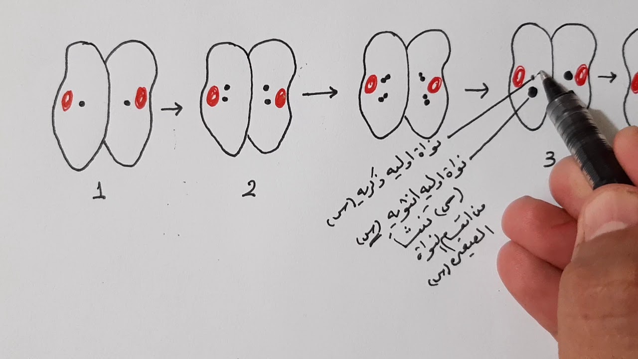 م ١٠/التكاثر الجنسي في البراميسيوم
