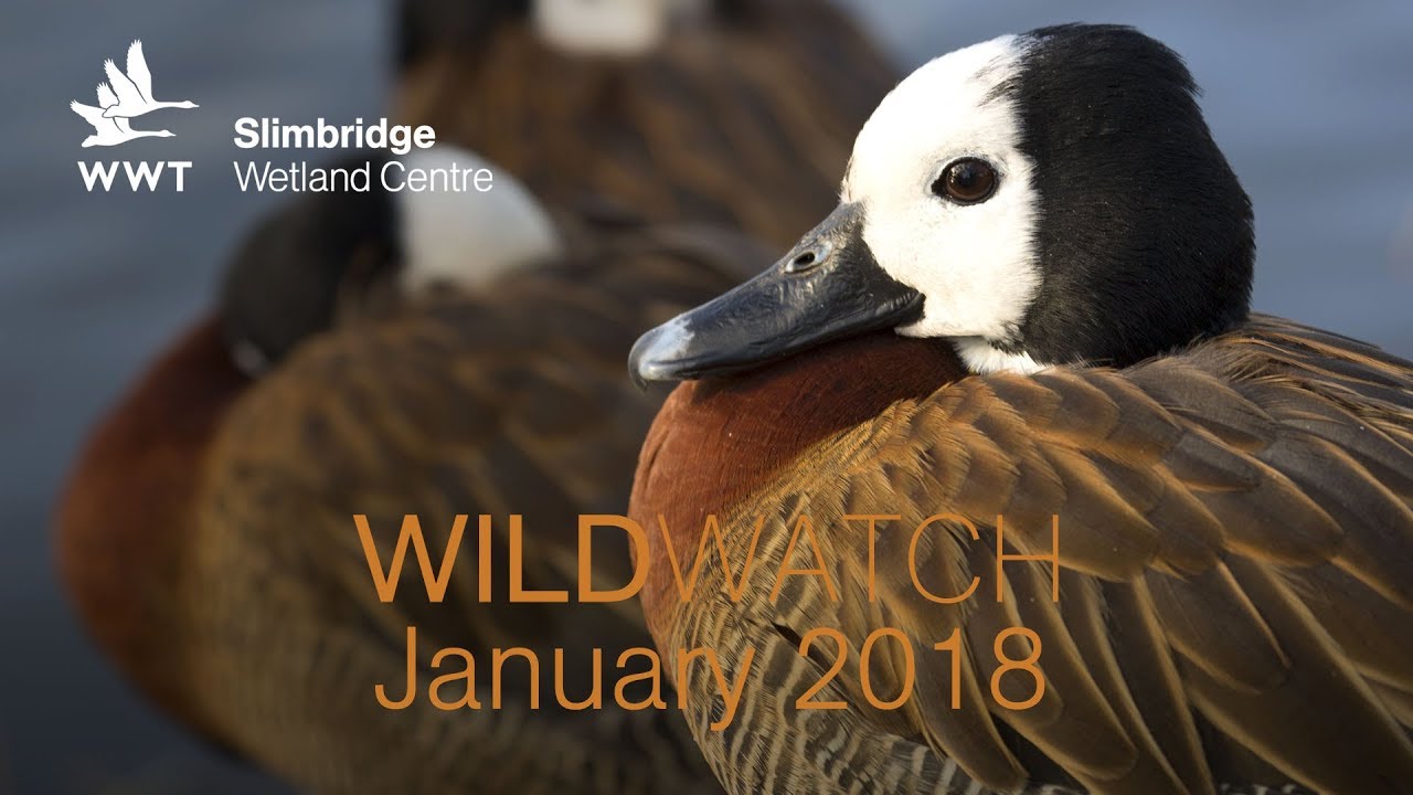 WWT WildWatch Slimbridge - January 2018