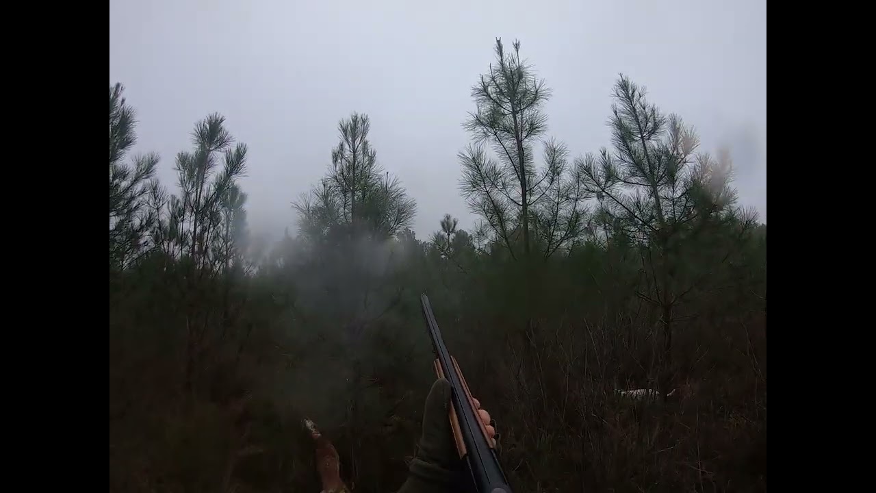 Chasse à la bécasse dans Les Landes 38