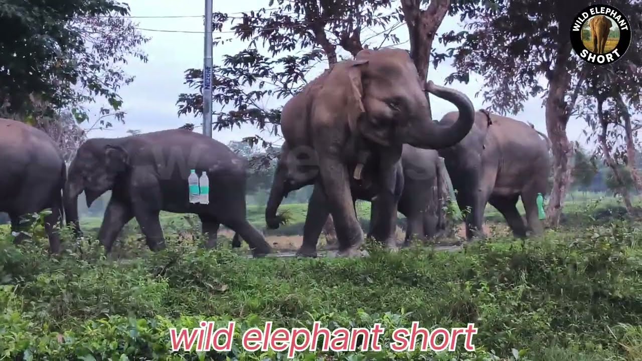 Wild Elephant Herd With Baby Elephant  Rare Footage! 🐘✨  ||wild elephant short ☺
