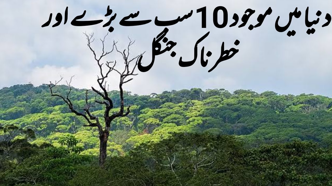 10 Largest Forests in the World | Biggest Forest in the World | Top 10 Jungles | Urdu/Hindi