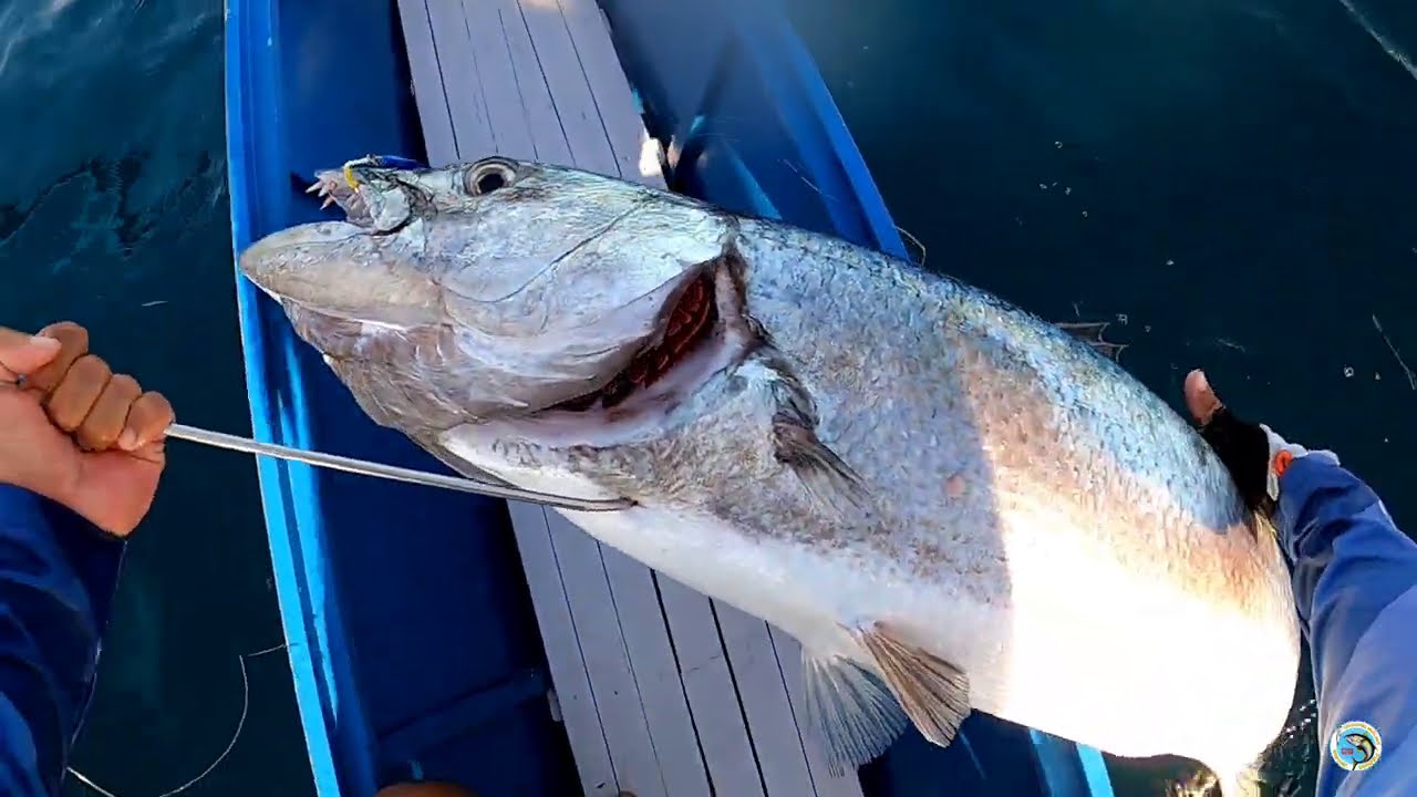 GREAT BARRACUDA AND GIANT TREVALLY CAUGHT IN JIGGING