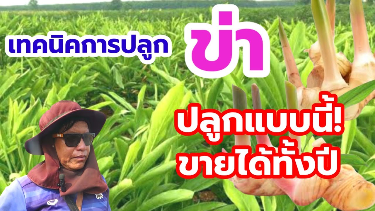 เทคนิคการปลูกข่า ปลูกแบบนี้! ขายได้ทั้งปี