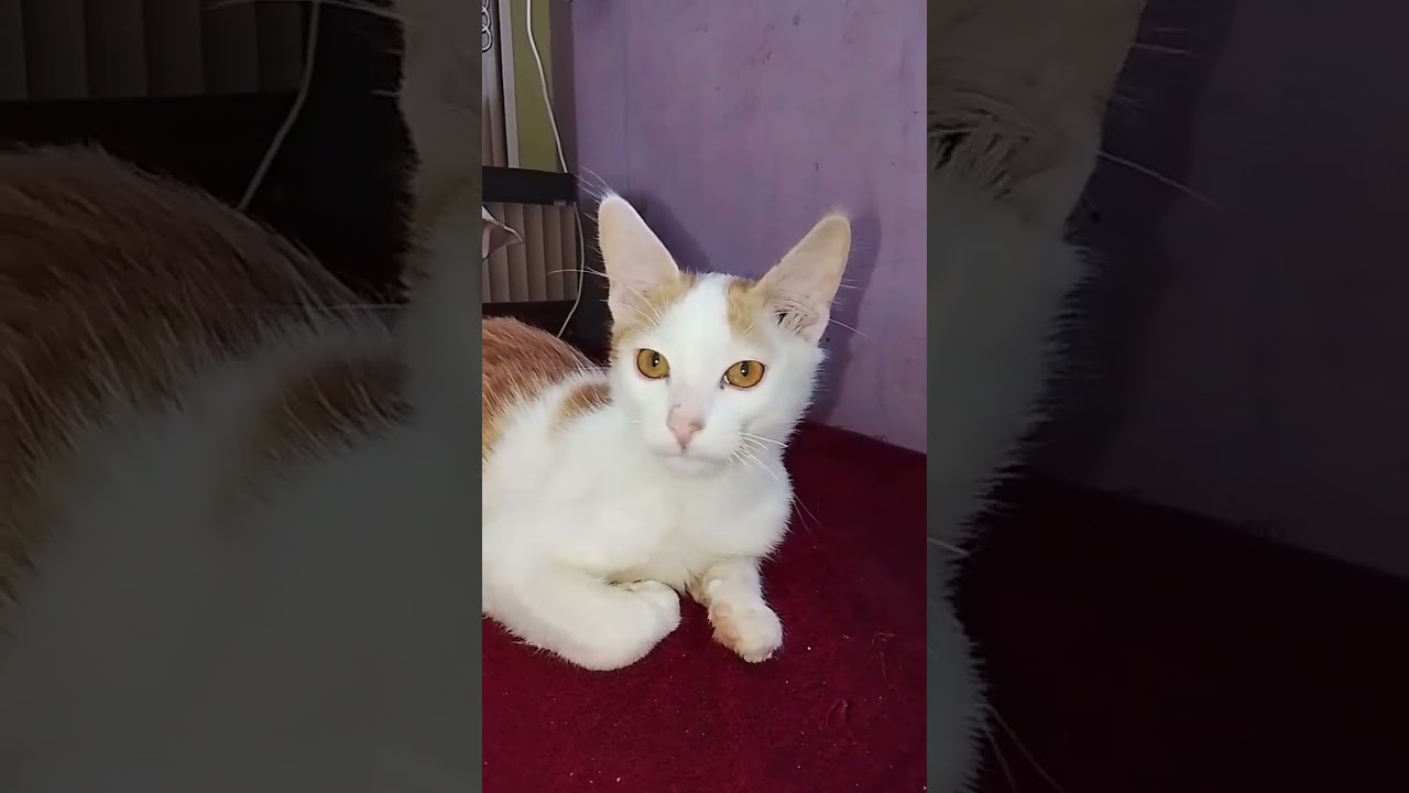 #catbeauty #prettycat #cuteanimal #catinspiration #cutecat #funny #cutepet 