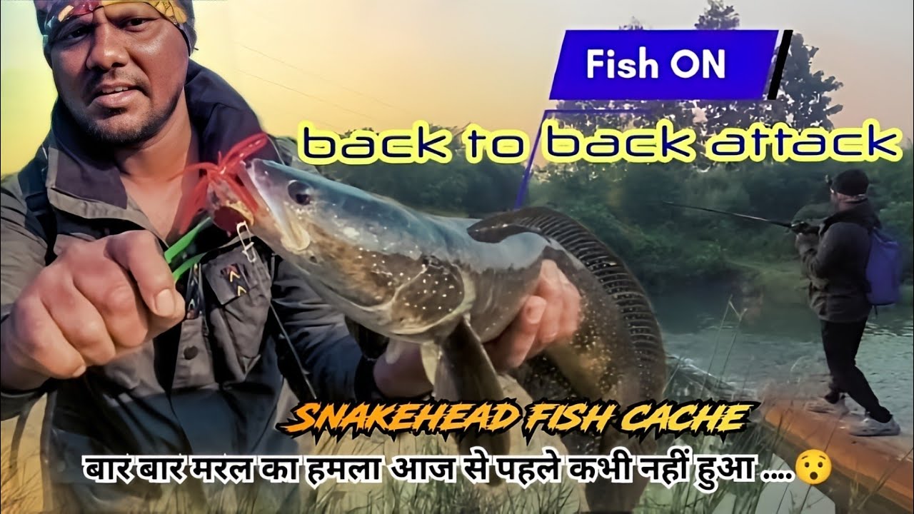 मरल का शिकार 