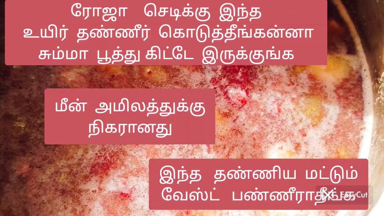உங்க   வீட்ல   இருக்கிற  ரோஜா  செடிக்கு  உயிர்  சத்து  வேணும்னா  இந்த  தண்ணிய  வேஸ்ட்  பண்ணாதீங்க