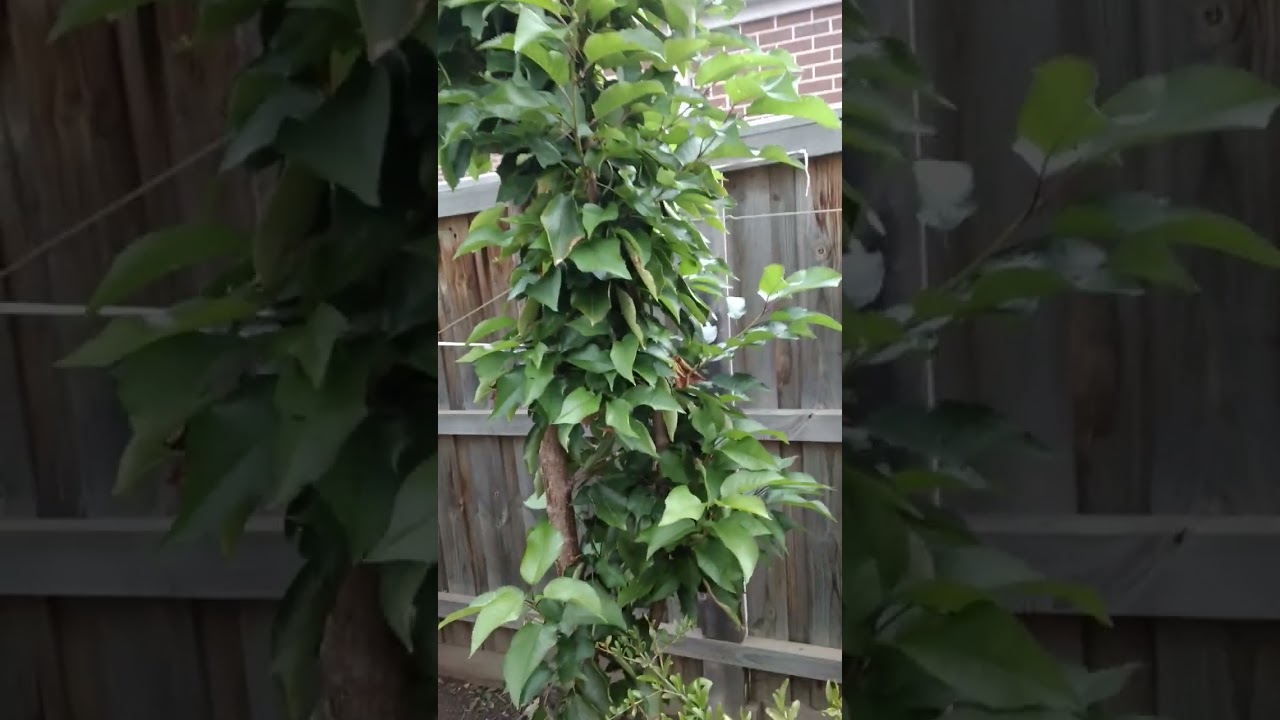 A Small Garden in our backyard