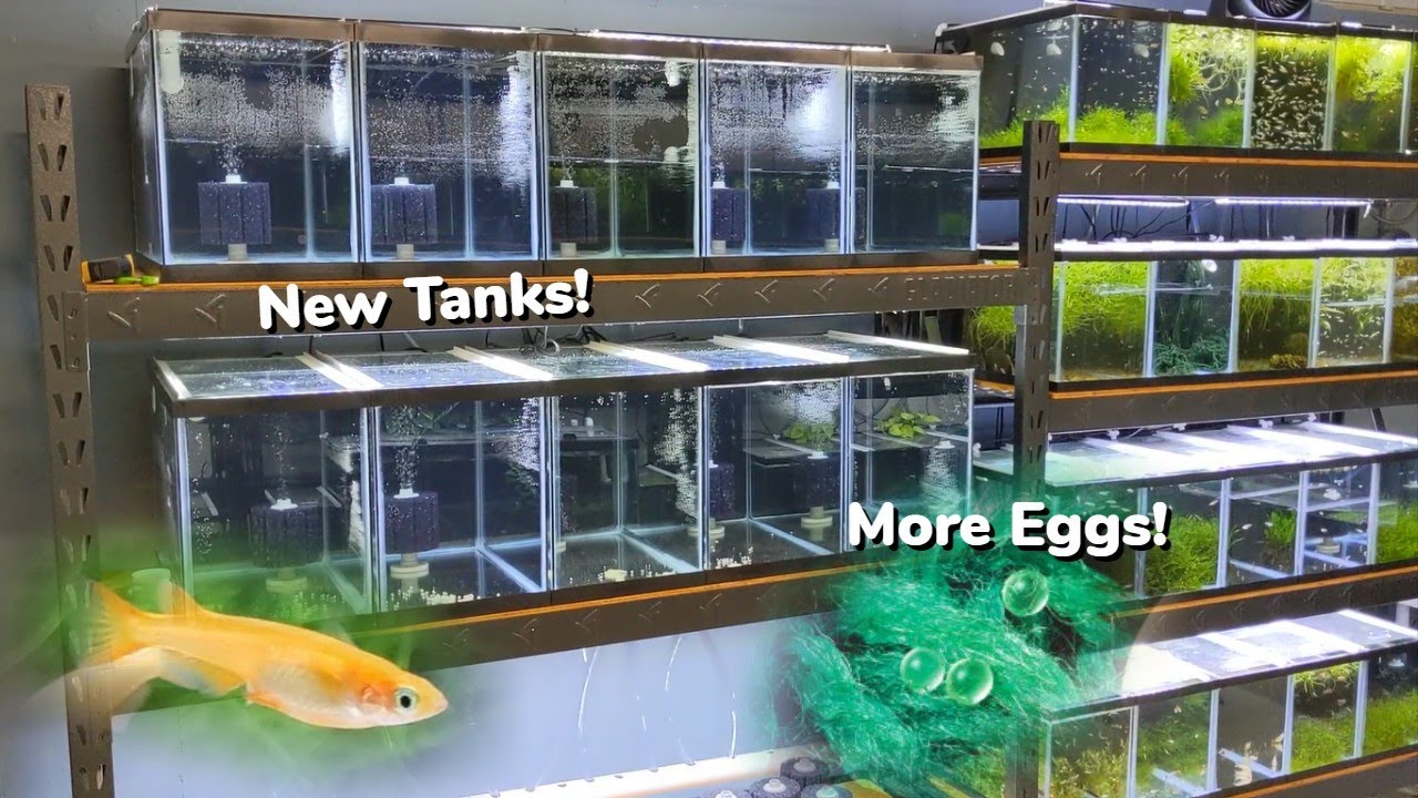 Setting Up New Tanks! Working On Breeding Projects: Day In The Fish Room #30