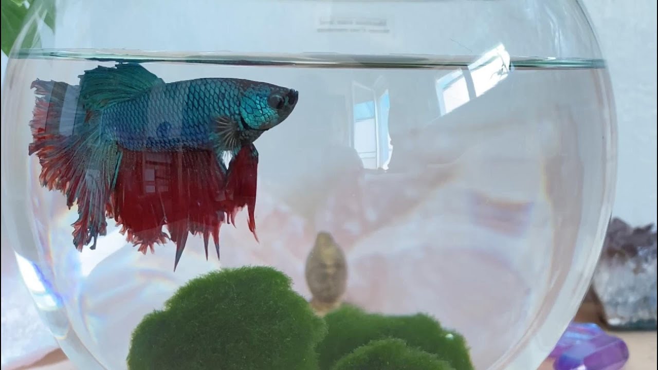 NÃO TENHA PEIXE BETTA SE ACHA QUE É FÁCIL! VEJA TUDO SOBRE O PEIXE BETTA