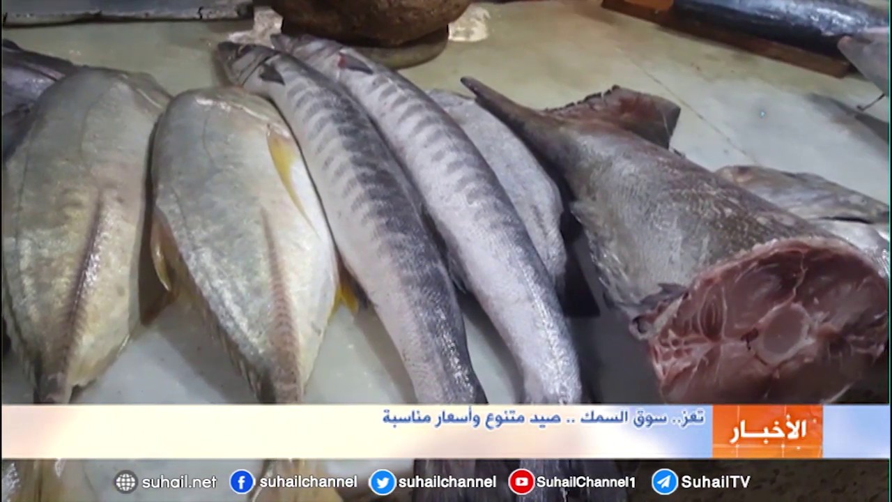 سوق السمك في تعز.. صيد متنوع وأسعار مناسبة