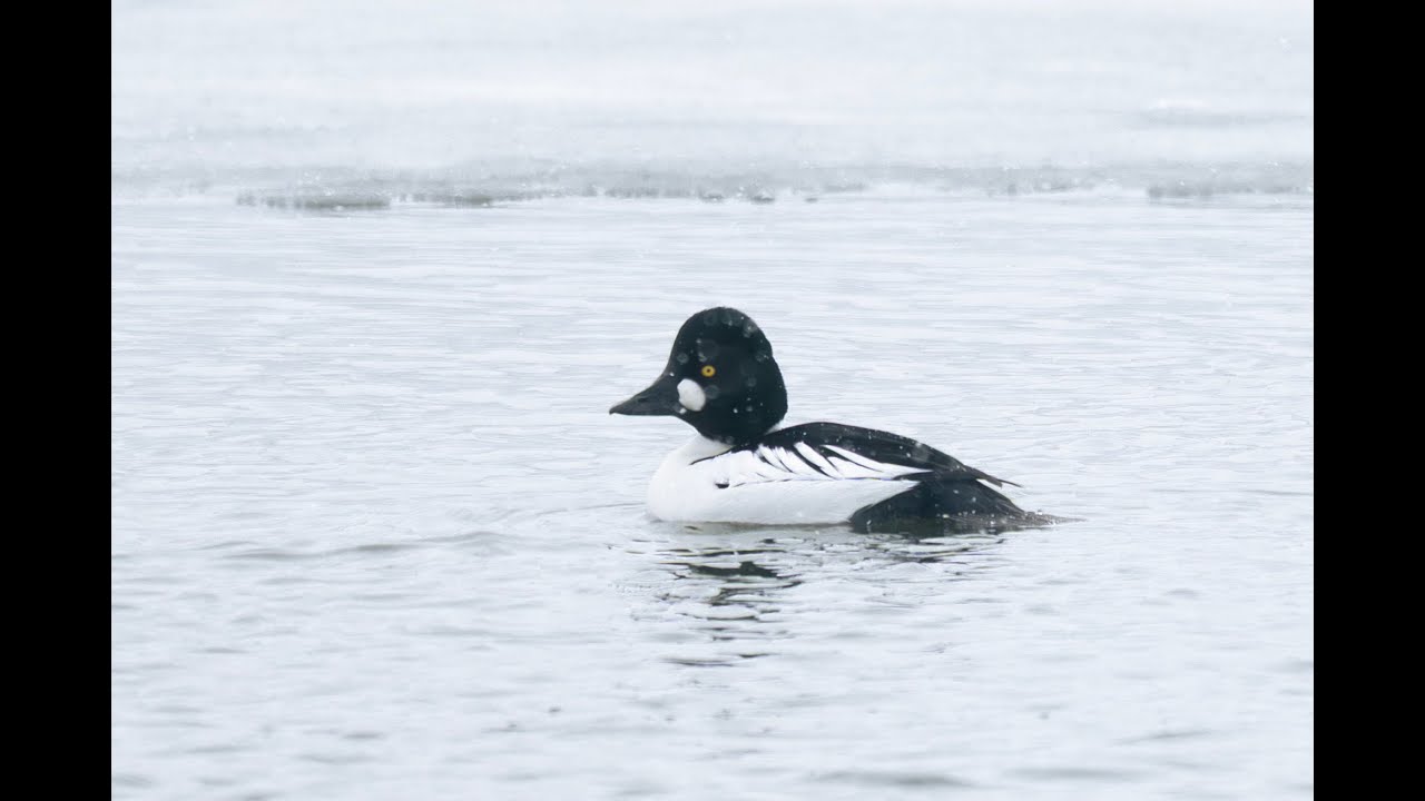 Late February Birding Update 📱