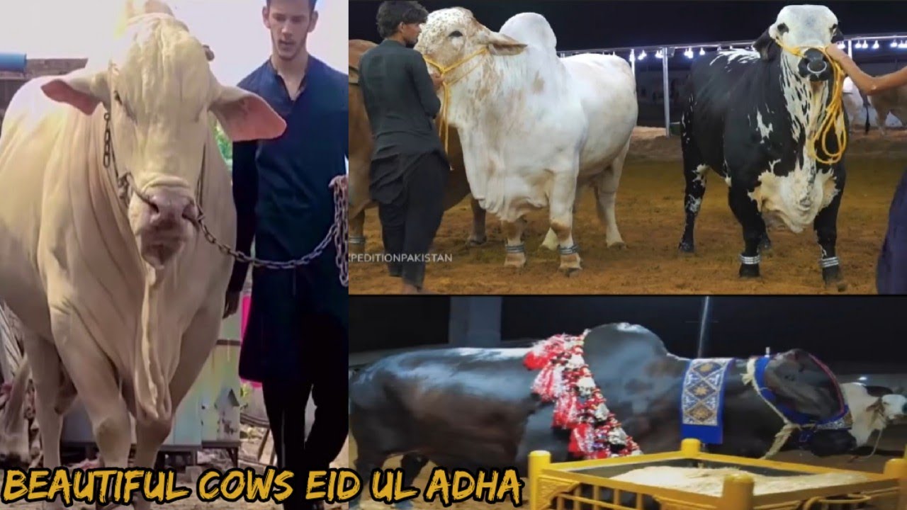 Beautiful Cows and Bulls in Karachi | Cow Mandi 2021 | Eid ul Adha | Qurbani 2021 | Heavy Bulls