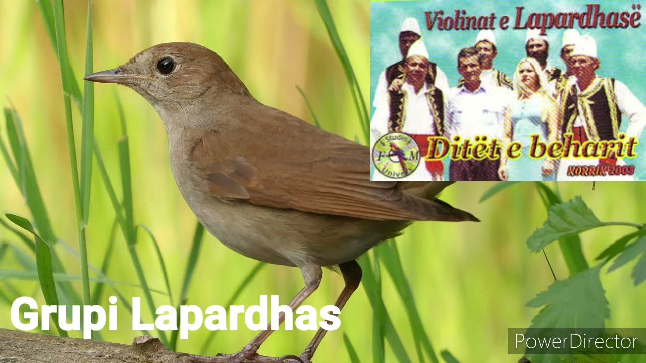 Ditet e beharit(Kenge Labe Lapardha Vlore)