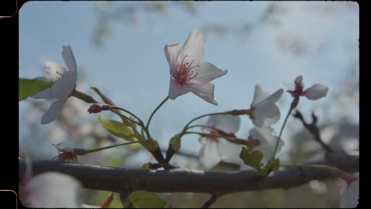 On the Towpath Trail - Final Version - Super 16mm Film Emulation (BMPCC 6k pro)