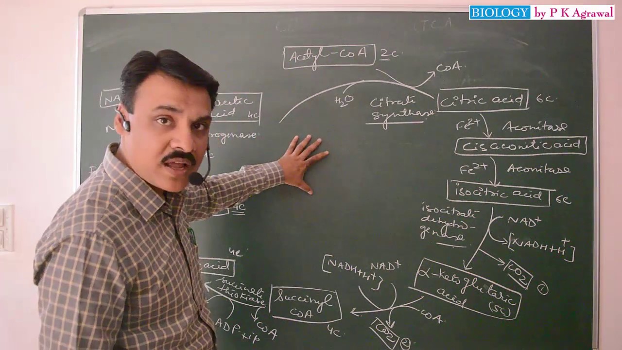 Easy way to learn Krebs Cycle (TCA or Citric Acid Cycle)