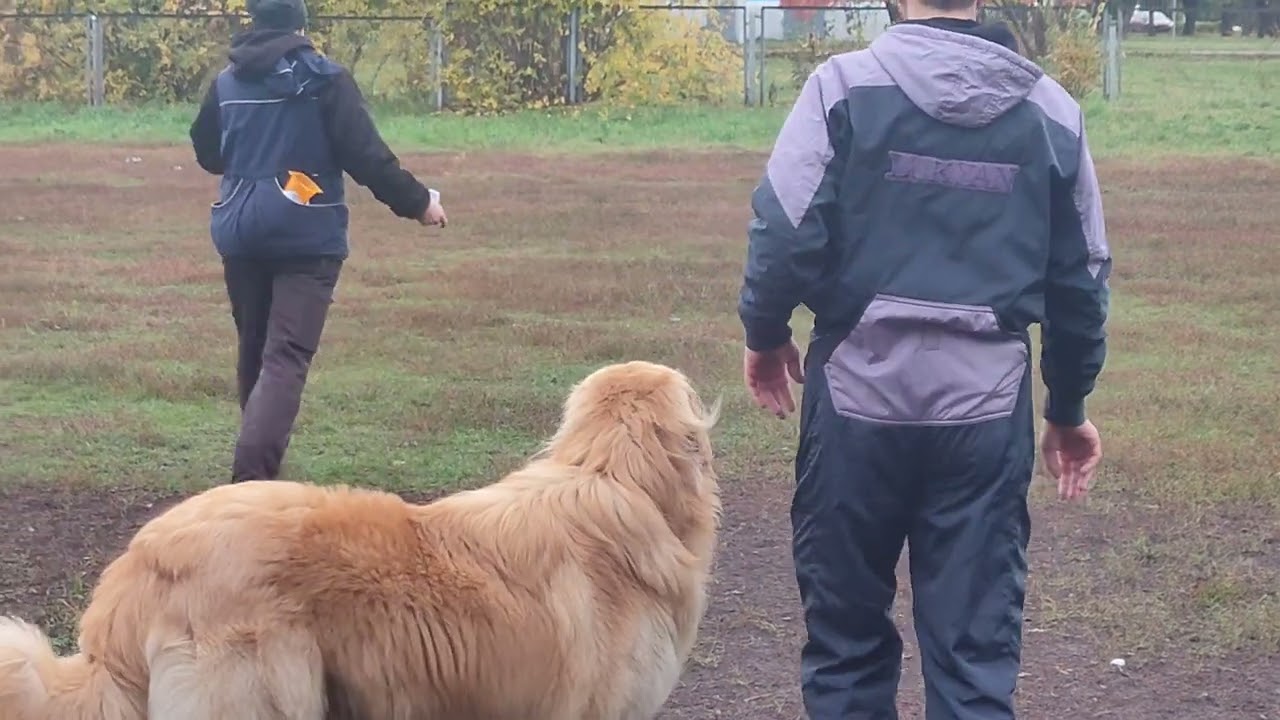 15.10.2022 г. Обидиенс-3. Сотникова Анна и ховаварт Лукьян, 1 место, 273 балла, 