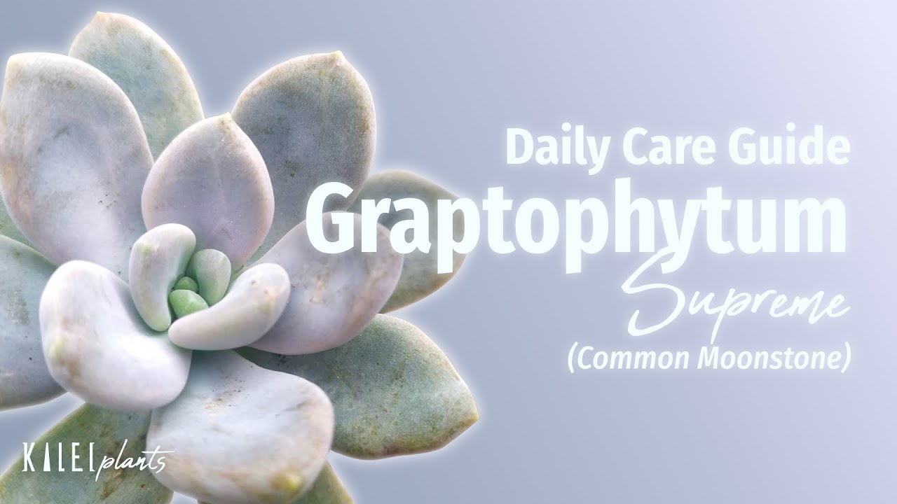 Graptophytum Supreme 101 &mdash; руководство по уходу, проблемам и размножению