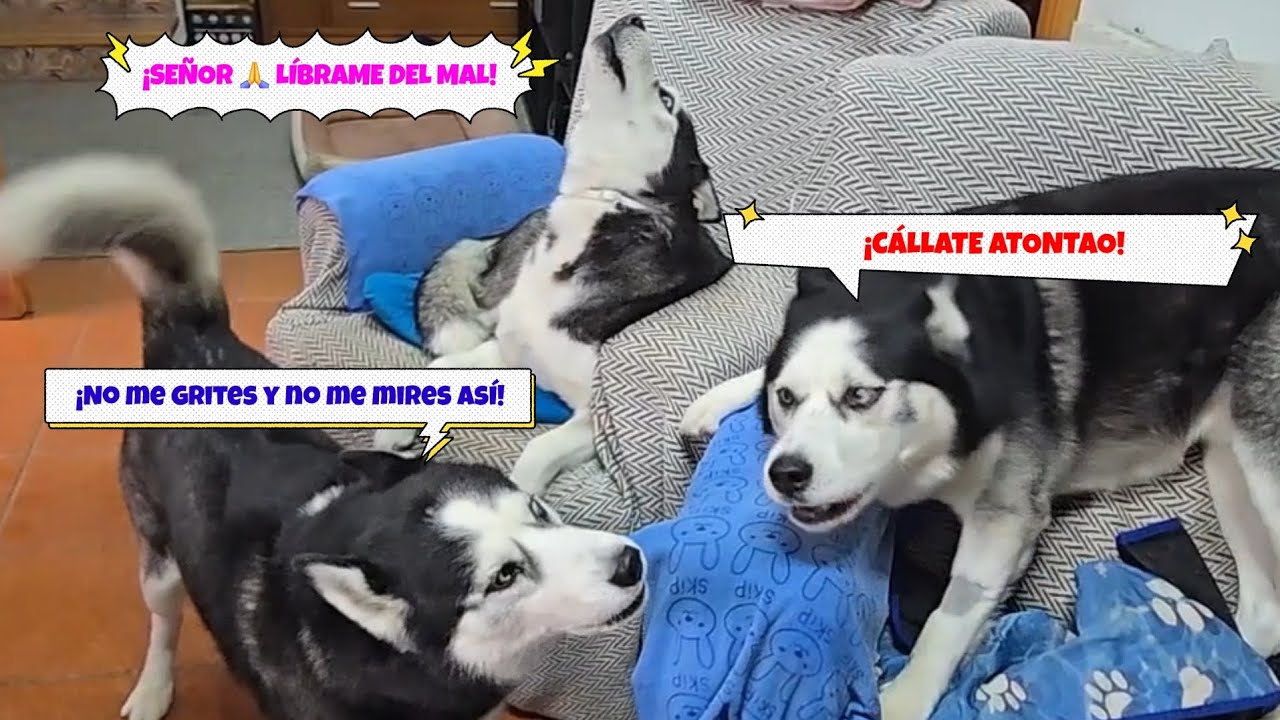 3 Huskys que NO se ponen de acuerdo en NADA (y cómo logré que por fin se callaran) 🤫🐺