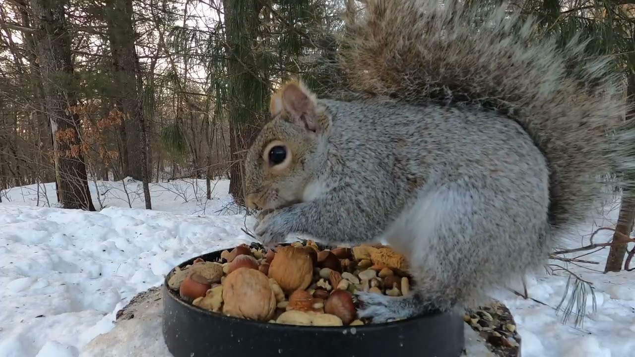 squirrels