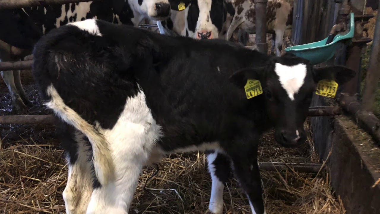 Leben gerettet: Sein Name ist CHARLY