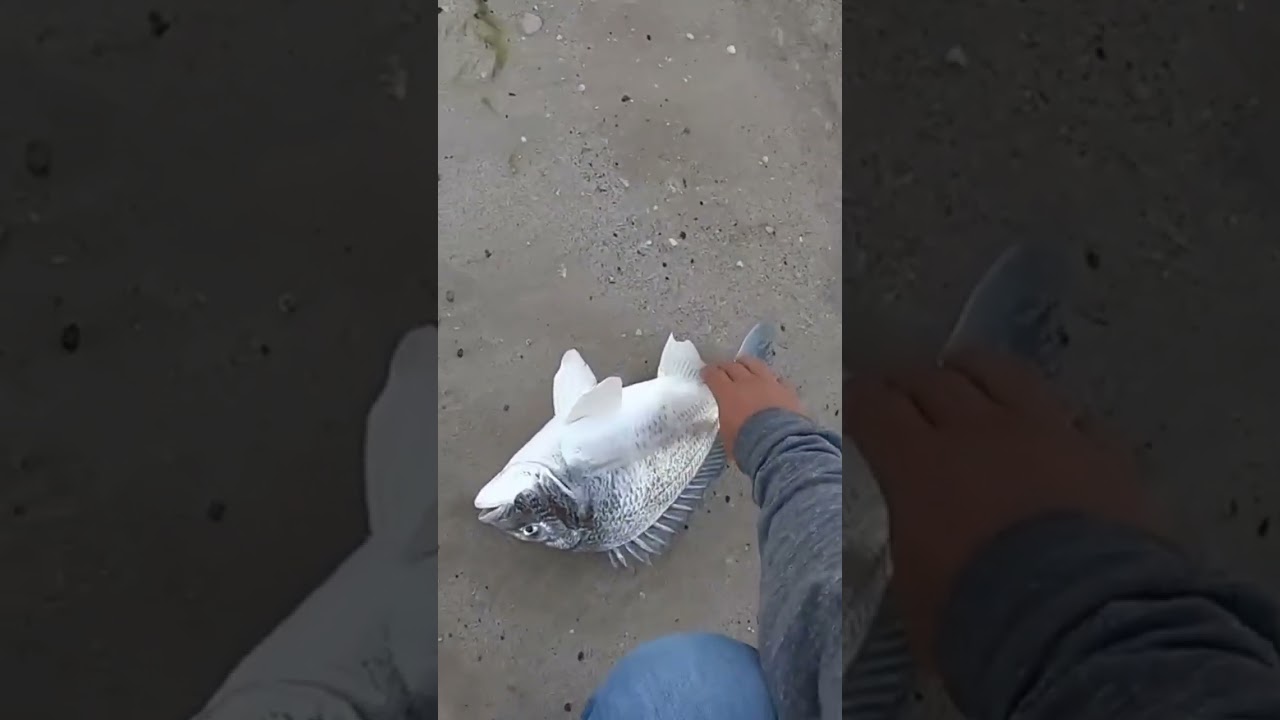 Giant sea bream in Abu dhabi