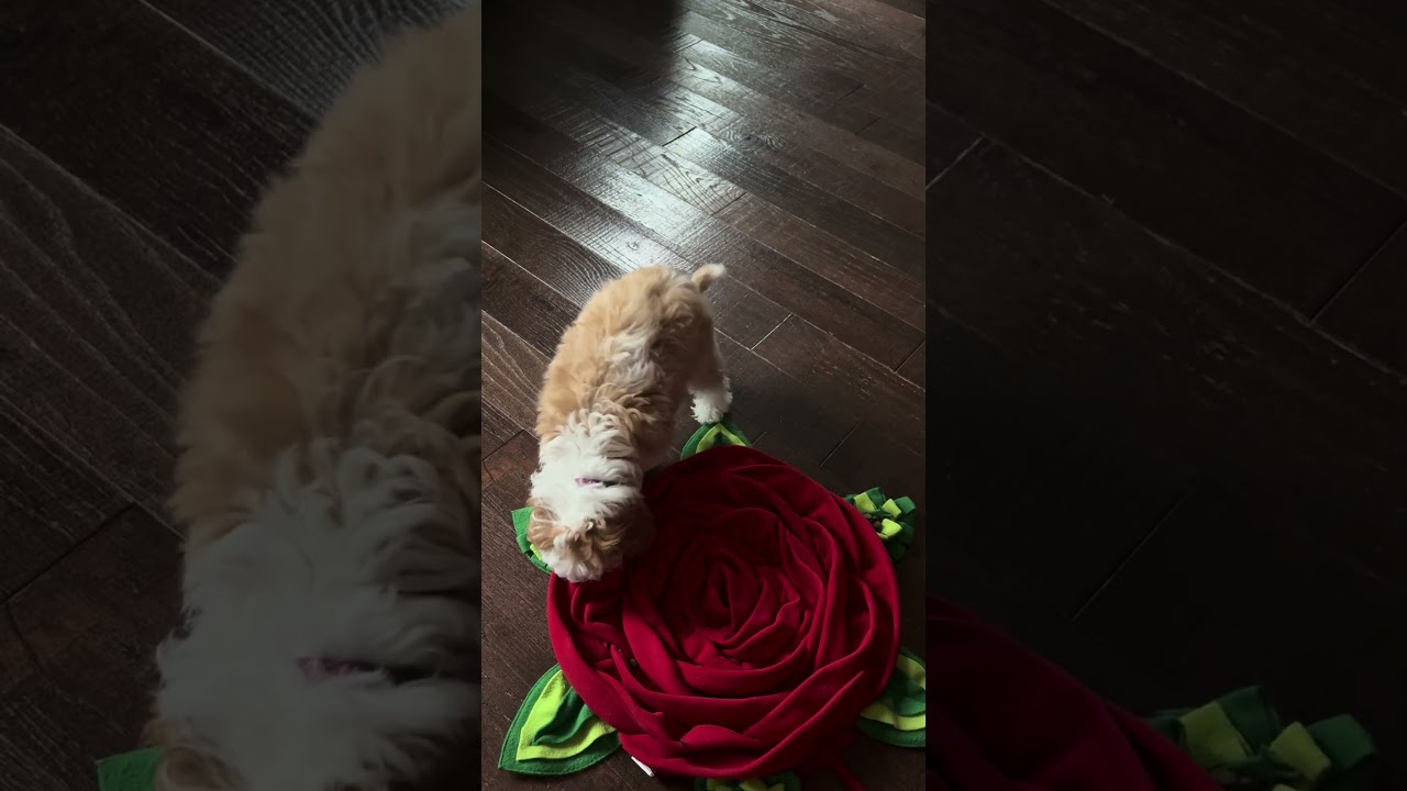🎥 Charlie Explores the Snuffle Mat 🐶🌹 | Best Paw Forward