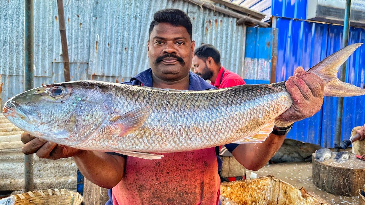 KASIMEDU 🔥 SPEED SELVAM | HUGE KANDAL FISH CUTTING VIDEO | 4K VIDEO | KM FISH CUTTING