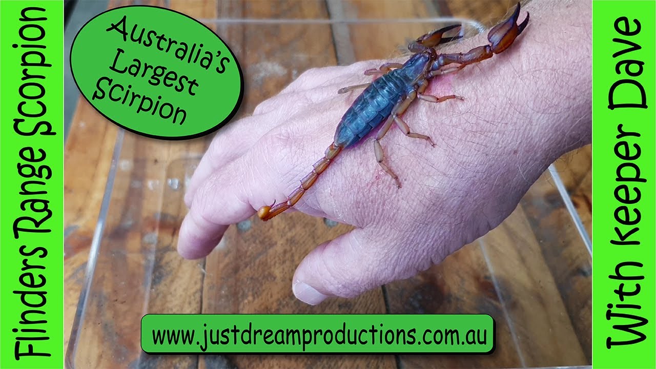 Flinders Range Scorpion facts with Keeper Dave. Discovering With Keeper Dave.