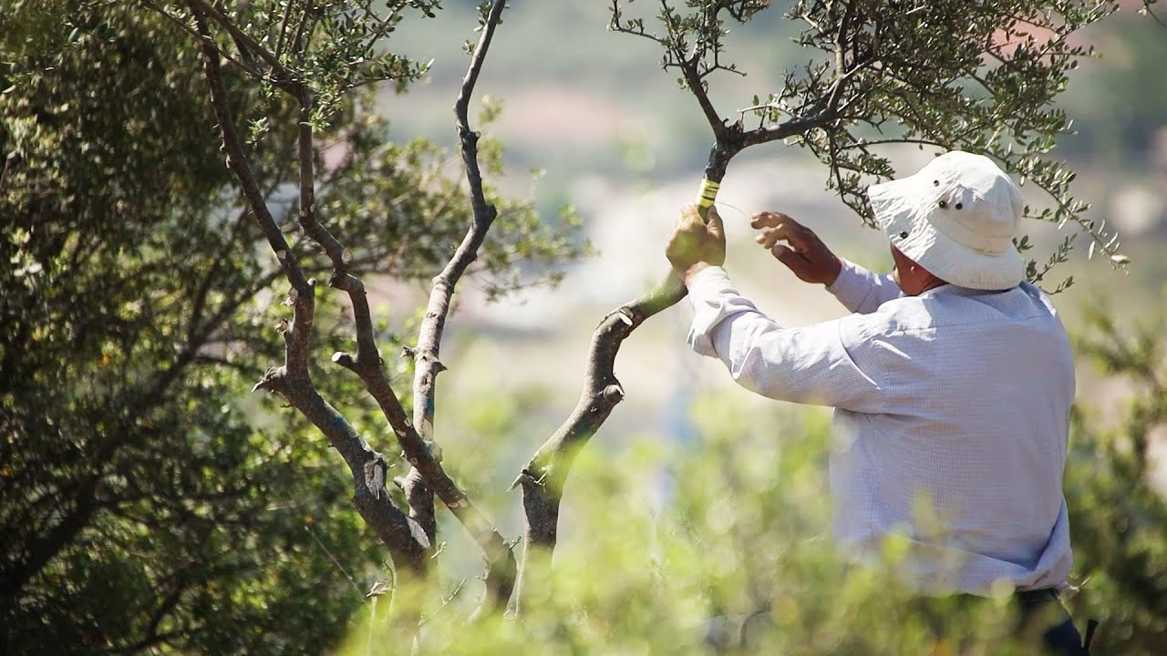 Binlerce yabani zeytin ağacını aşıladık