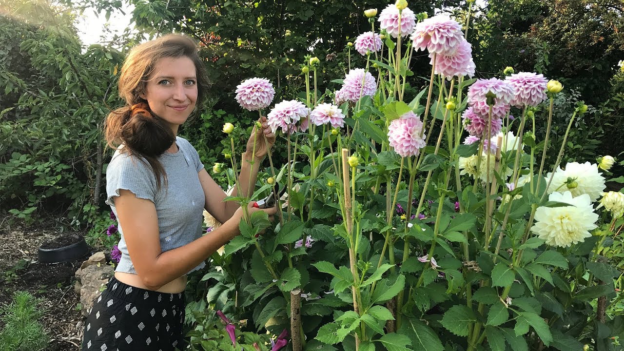 August Allotment Garden Tour 2019 / Homegrown Garden