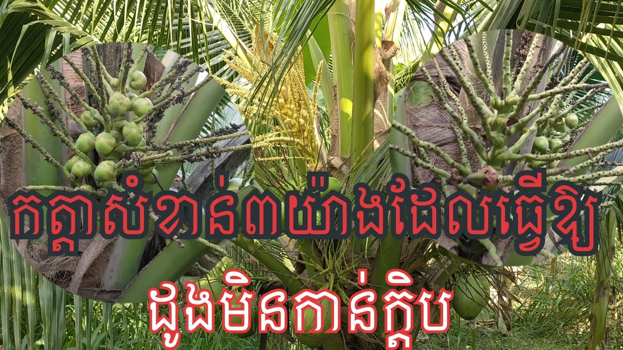 កត្តាសំខាន់ៗ៣យ៉ាងដែលធ្វើឱ្យដូងមិនកាន់ផ្លែបានល្អ || កែវ ចែងចាំង-Chengchang Official