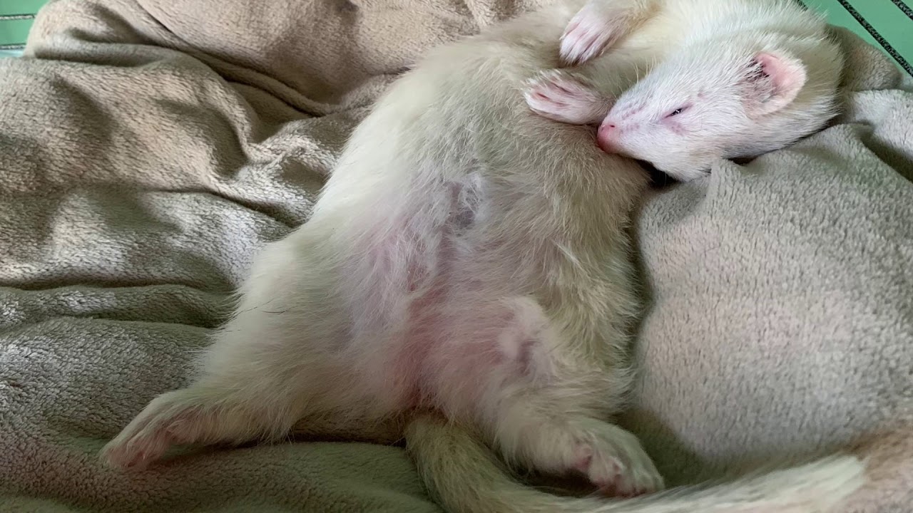 What I Feed My Ferrets