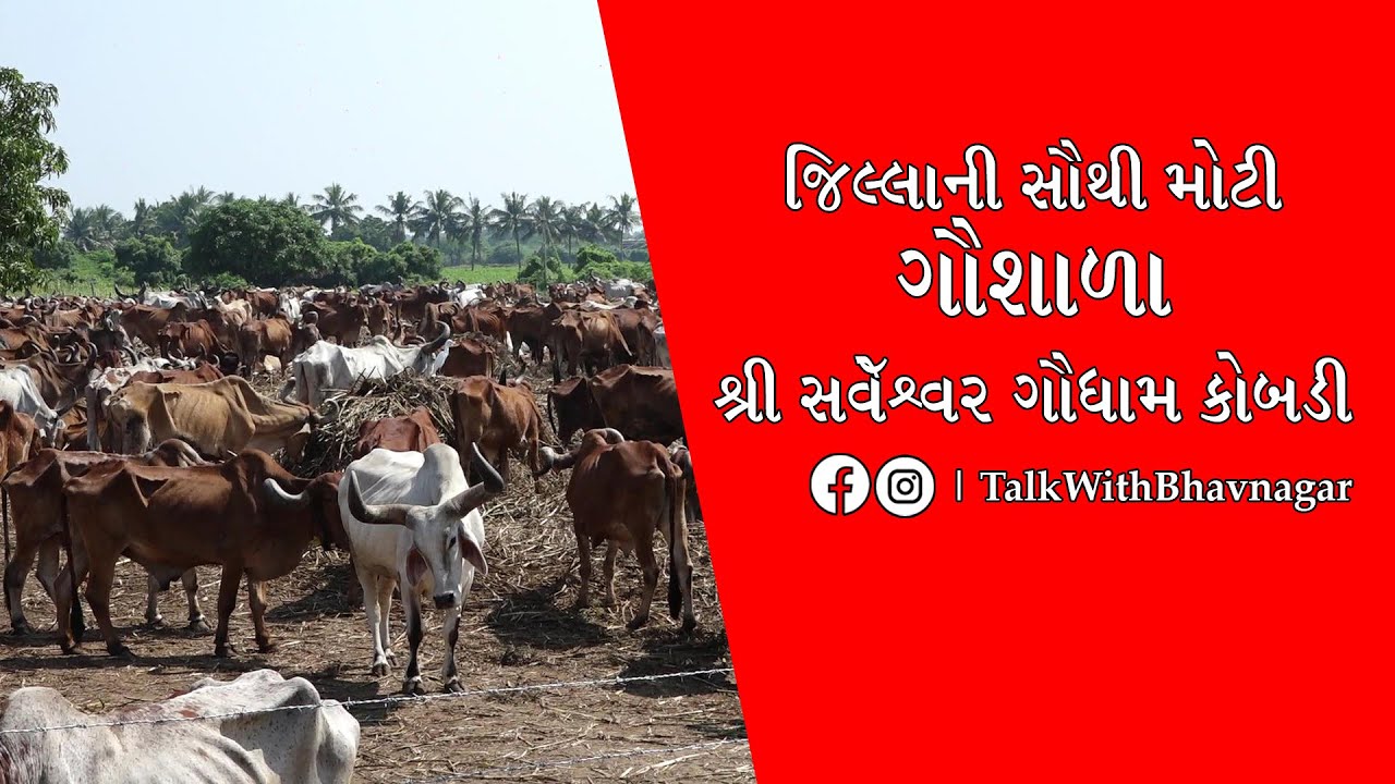 જિલ્લાની  સૌથી મોટી ગૌશાળા || શ્રી સર્વેશ્વર ગૌધામ કોબડી ||
