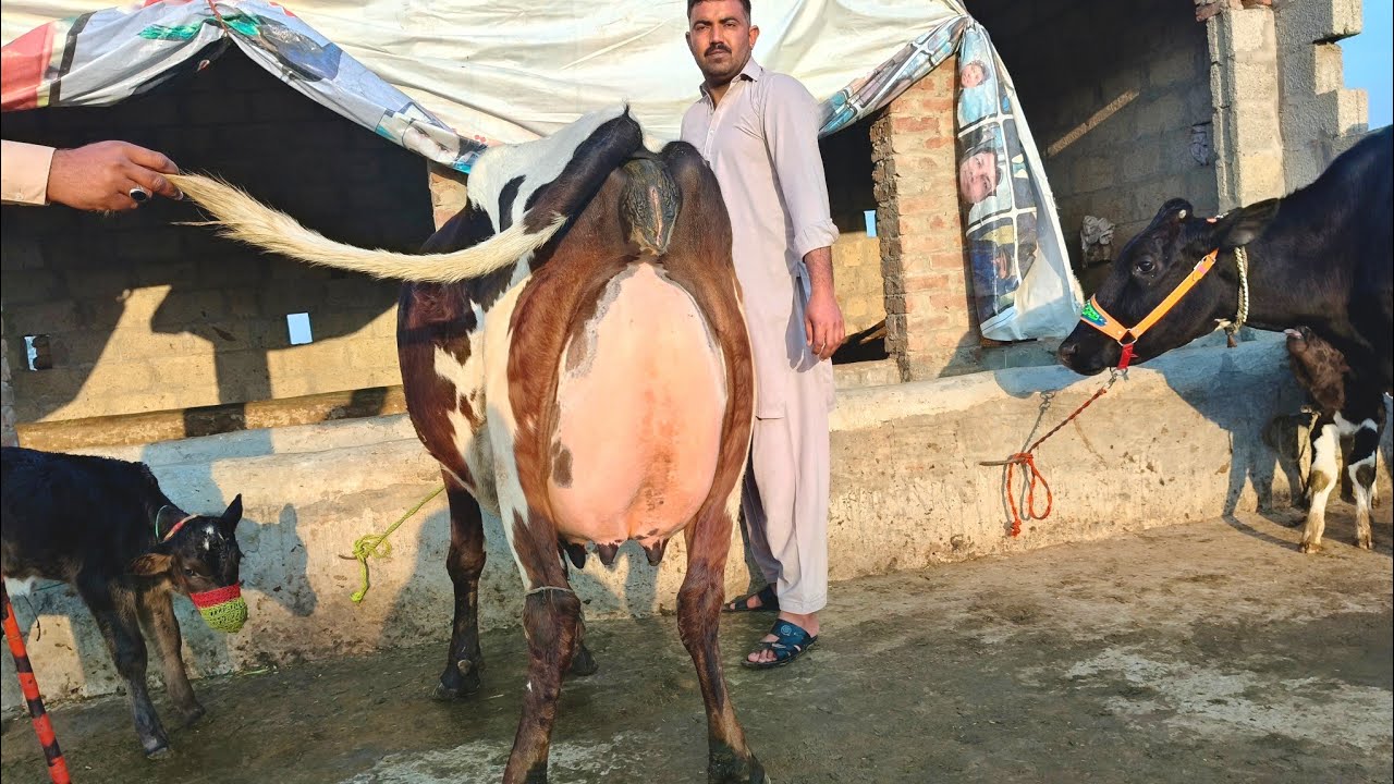 علی ڈوگر گجرات4بلکل سجری سوئی ایک گھبن گائیں برائے فروخت21فروری2026 apna surkyian channel 