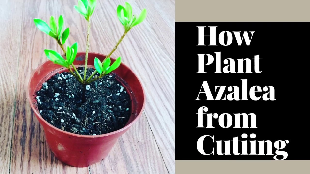 How to plant Azalea cuttings
