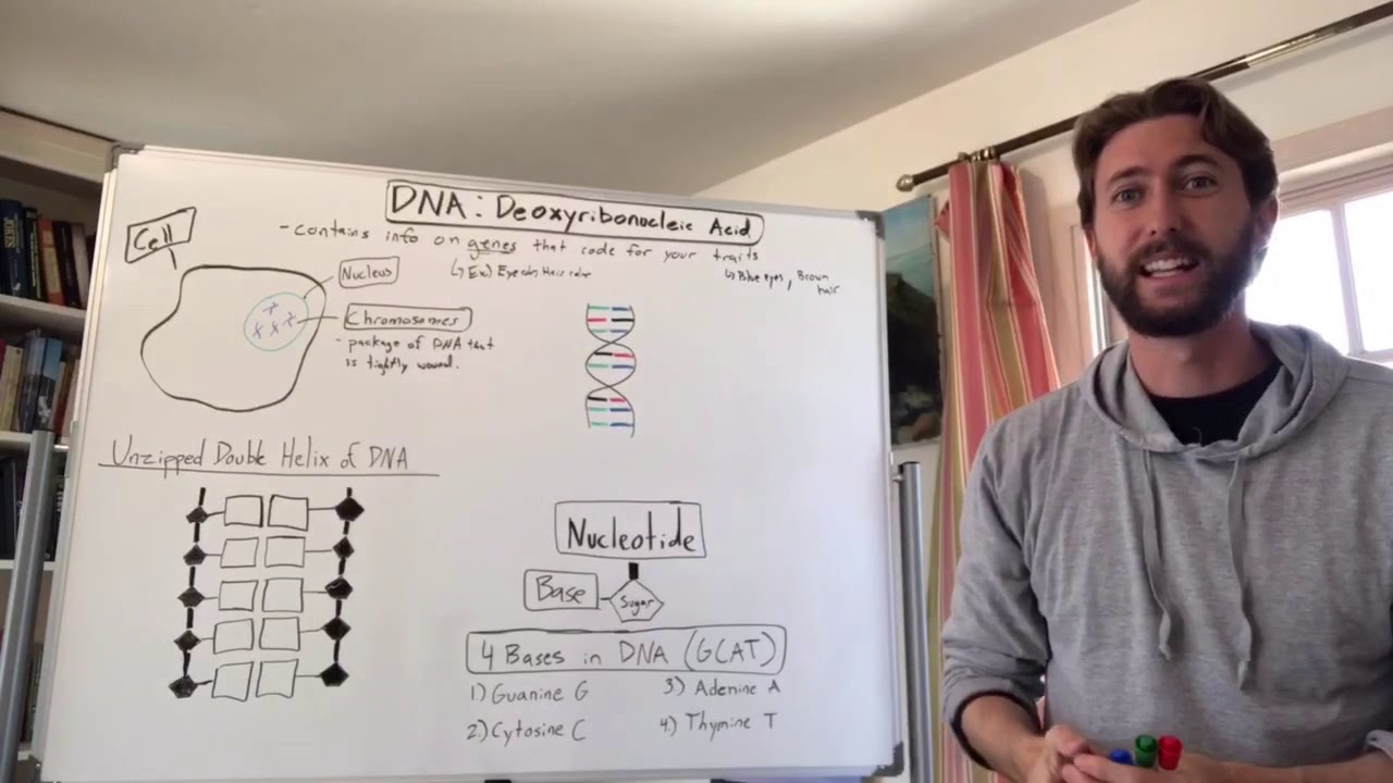 DNA Structure and Function