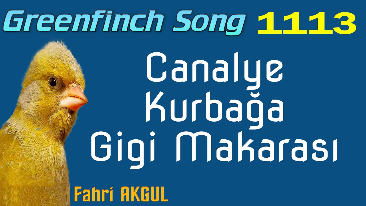 Flurya Kuşu Ötümü 1113 - Tyson - Canalye Makarası, Kurbağa makarası, Gigi Makarası
