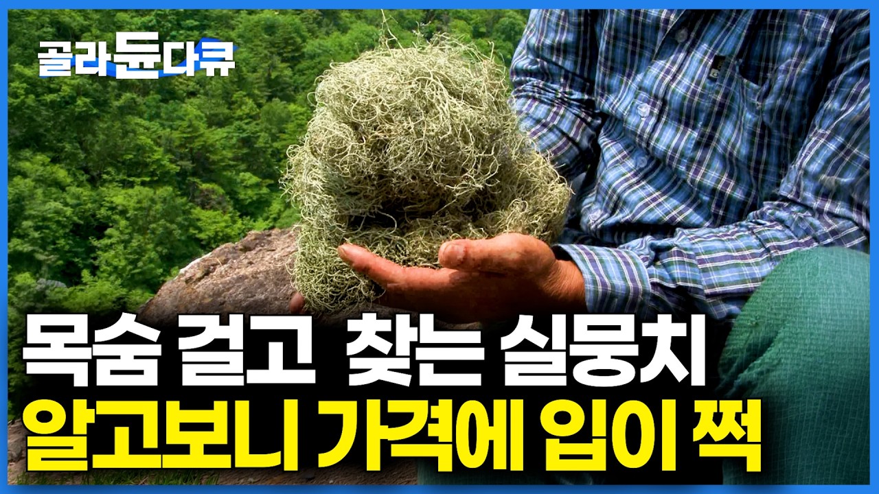 한 줌에 30만 원이 훌쩍? 해발 15,000m 이상 고지대에서만 발견되는 귀한 놈의 정체｜극한직업｜#골라듄다큐