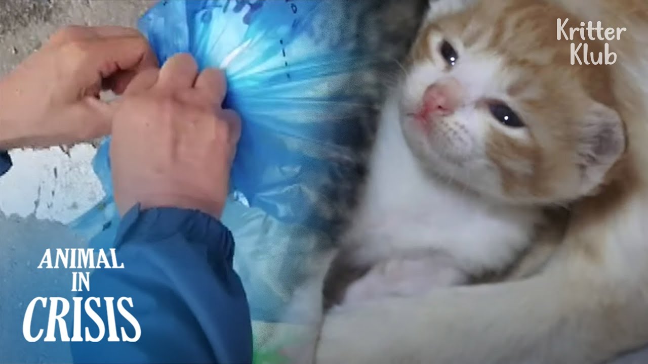 Котята, связанные в мешках для мусора, плачут в надежде, что их спасут | Животное в кризисе EP181