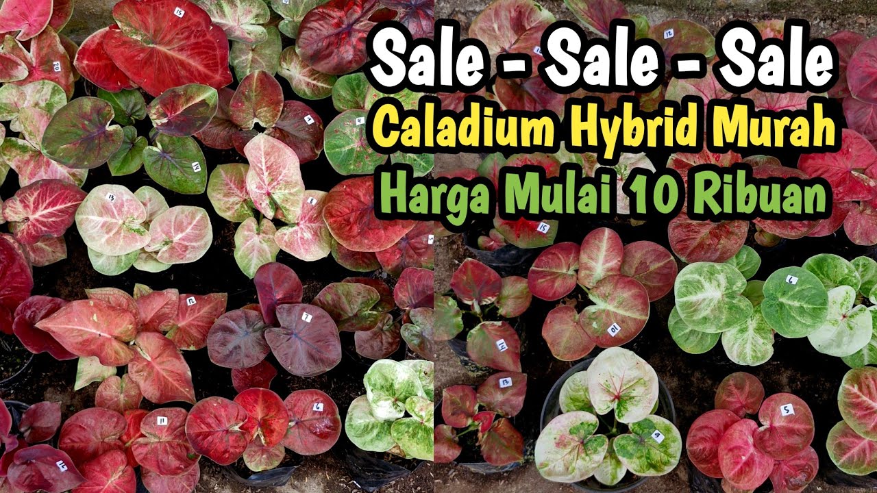Sale Caladium Part#644