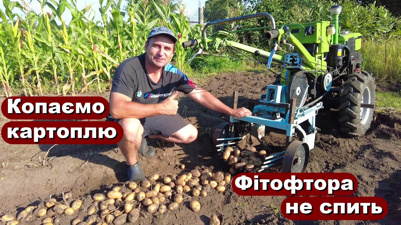 Копаємо картоплю після ФІТОФТОРИ
