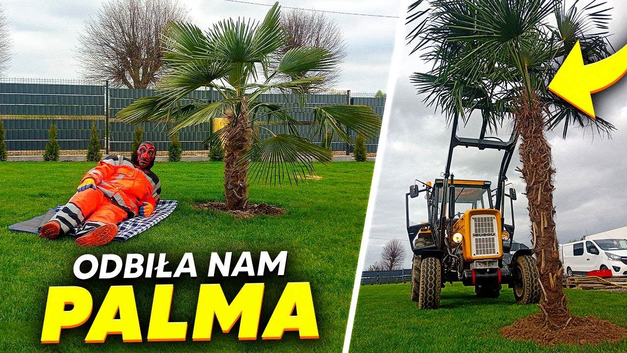 Drzewko szcześcia 🌴 Palma Trachycarpus fortunei🌴  Chopok & RMK PL  I 🌴   to jest mega wyzwanie