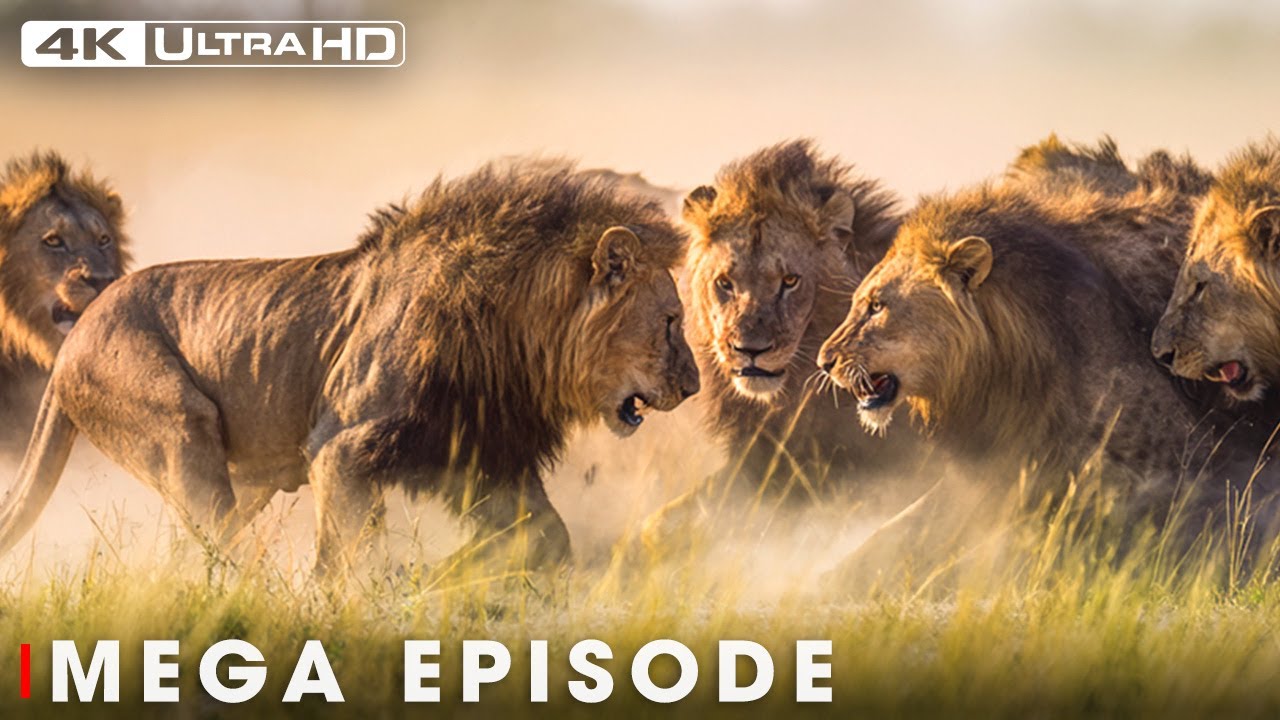 World's Deadliest MEGA EPISODE | 4K UHD | Nature Animal Documentary