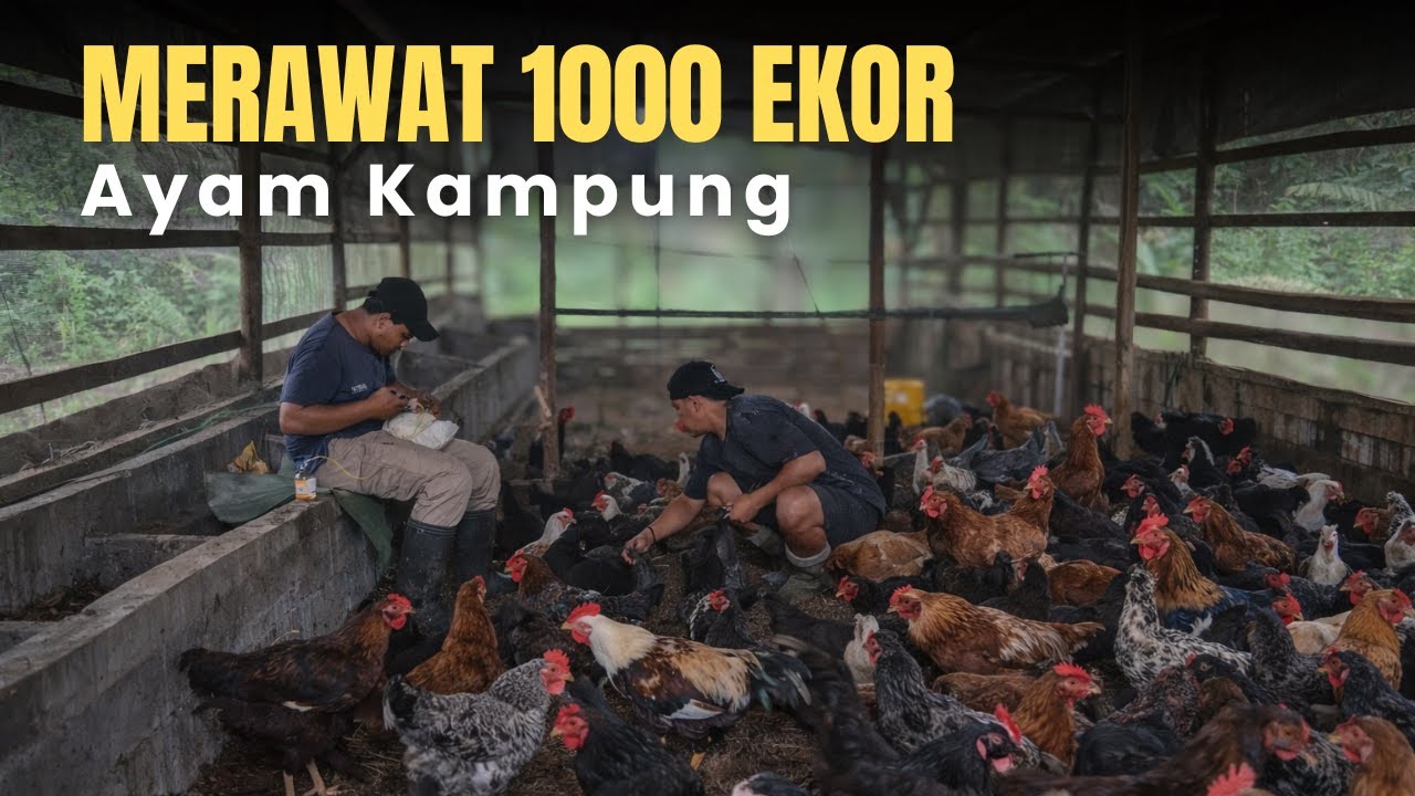 Cara Mudah Rawat Ayam Kampung, Hasilnya Bikin Kaget