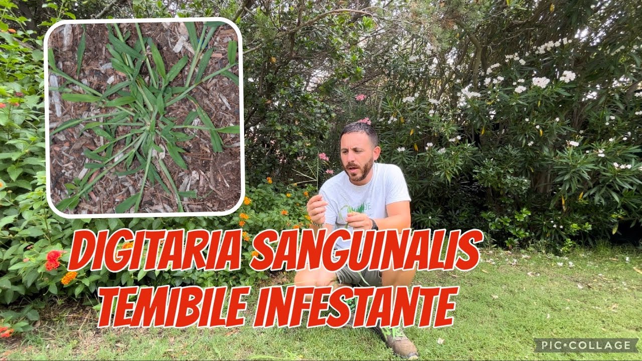 Una delle peggiori infestanti del prato - la digitaria sanguinalis