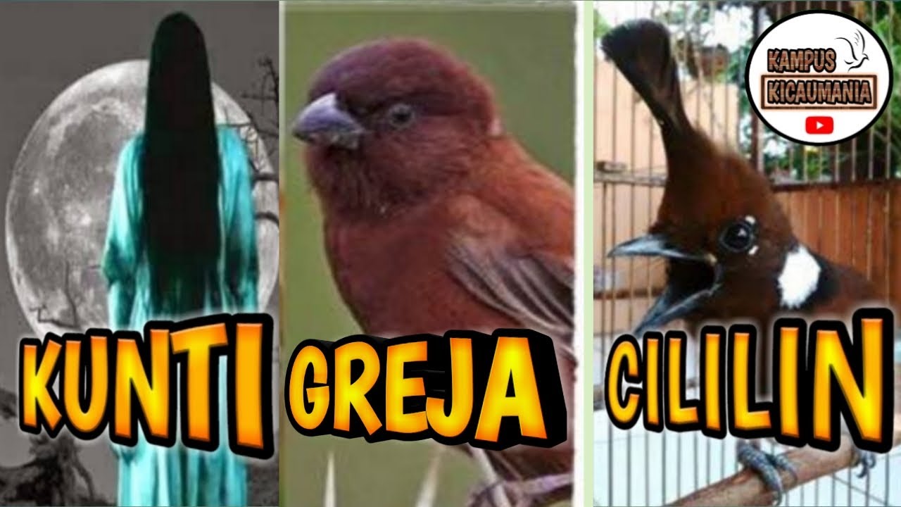 MASTERAN KUNTILANAK GREJA CILILIN TERBARU